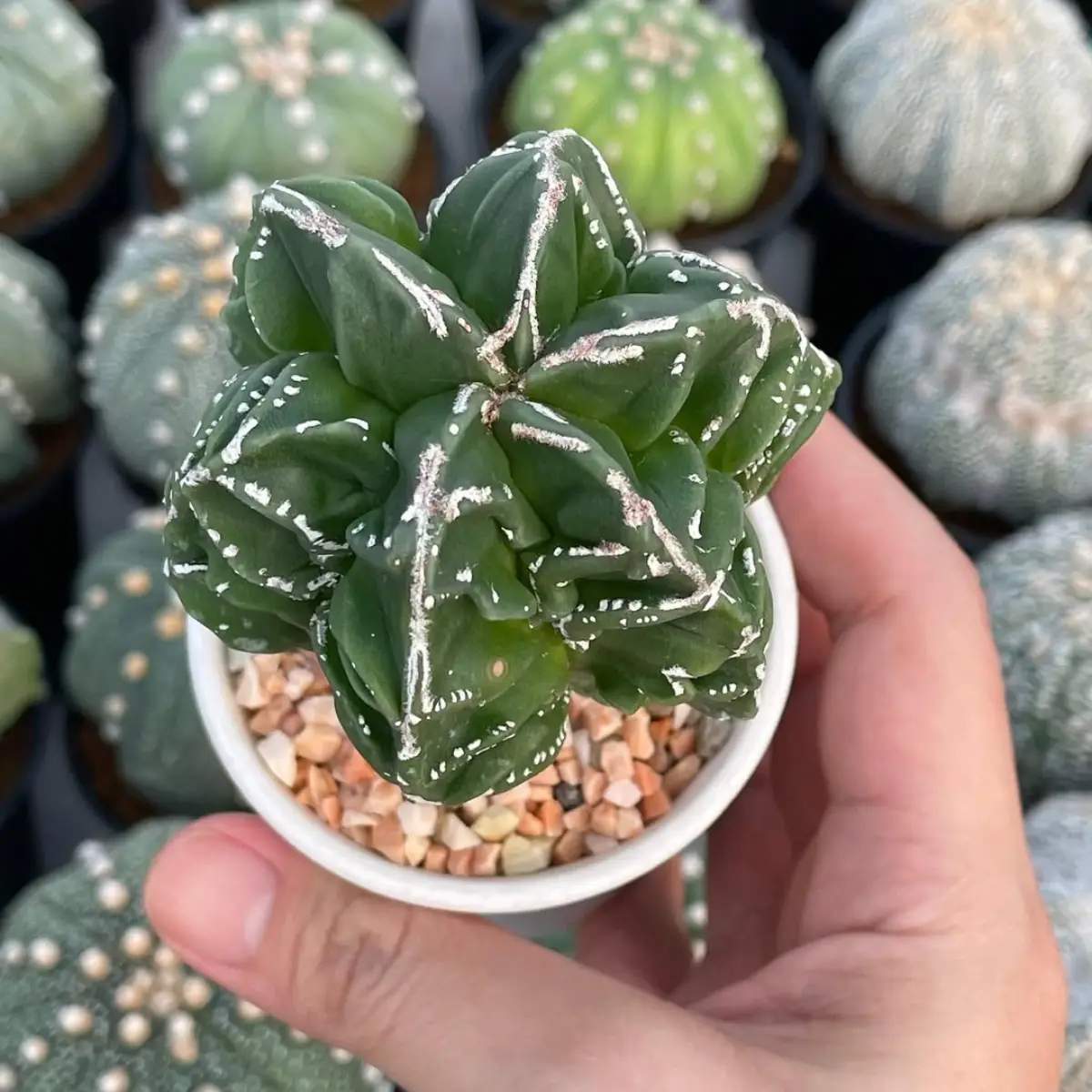 Kaktus Astrophytum Myriostigma di pot putih dengan hiasan kerikil warna cerah yang dipegang.