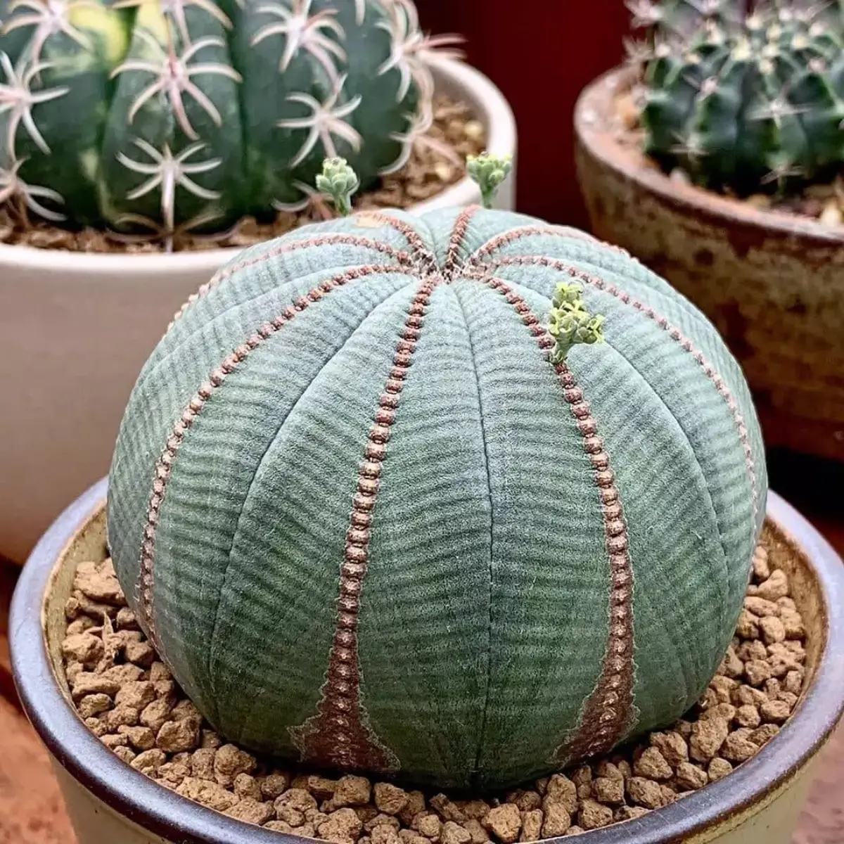 Kaktus jenis Euphorbia obesa berbentuk bundar seperti melon.