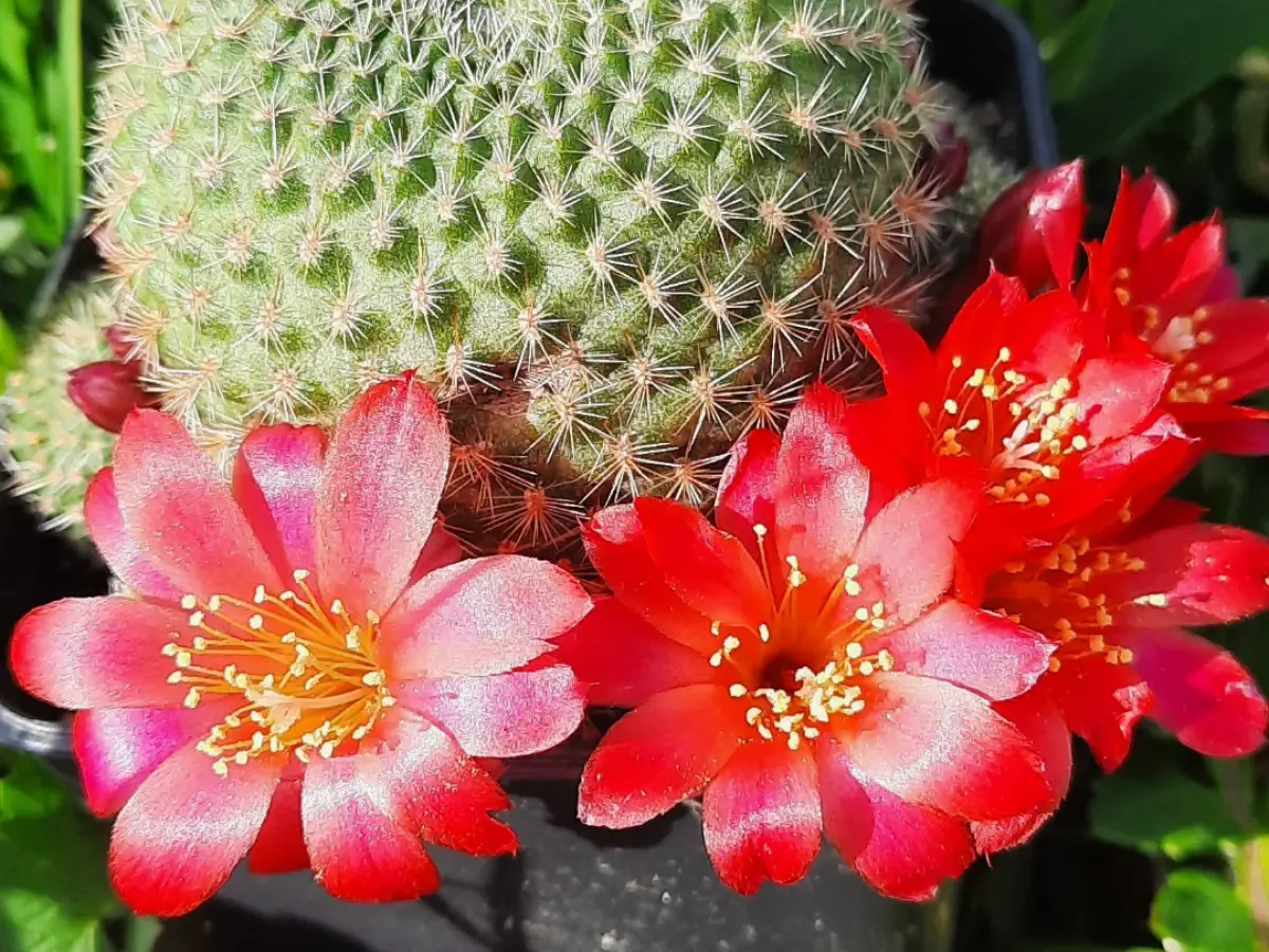 Kaktus rebutia bentuk bulat dengan tiga bunga merah.