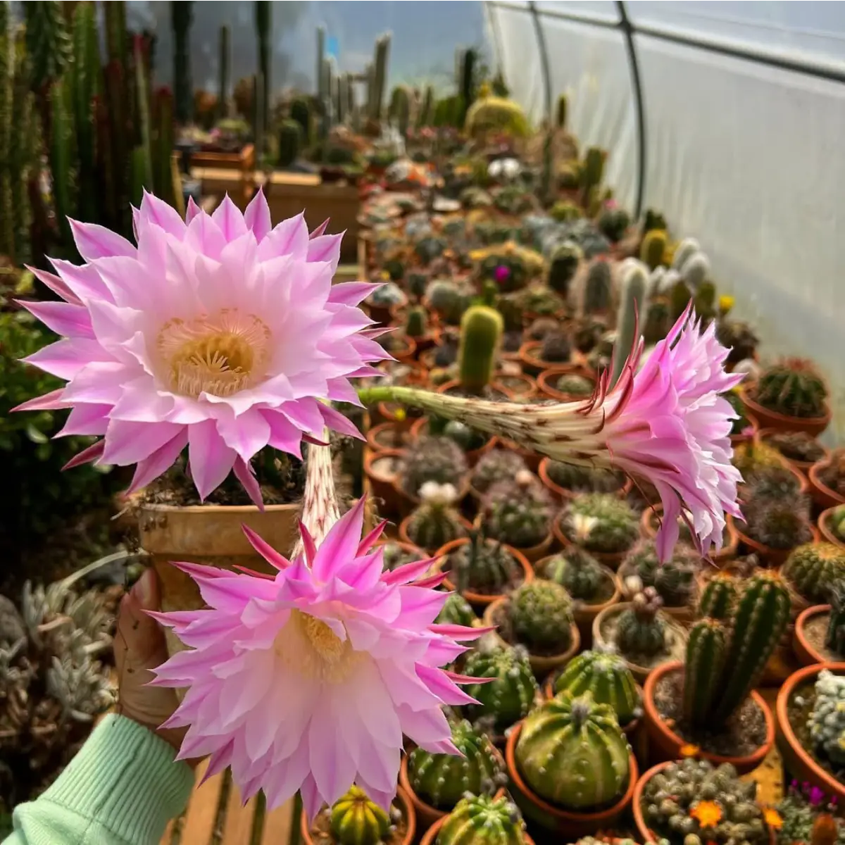 Bunga kaktus Echinopsis oxygona yang mekar warna merah muda.