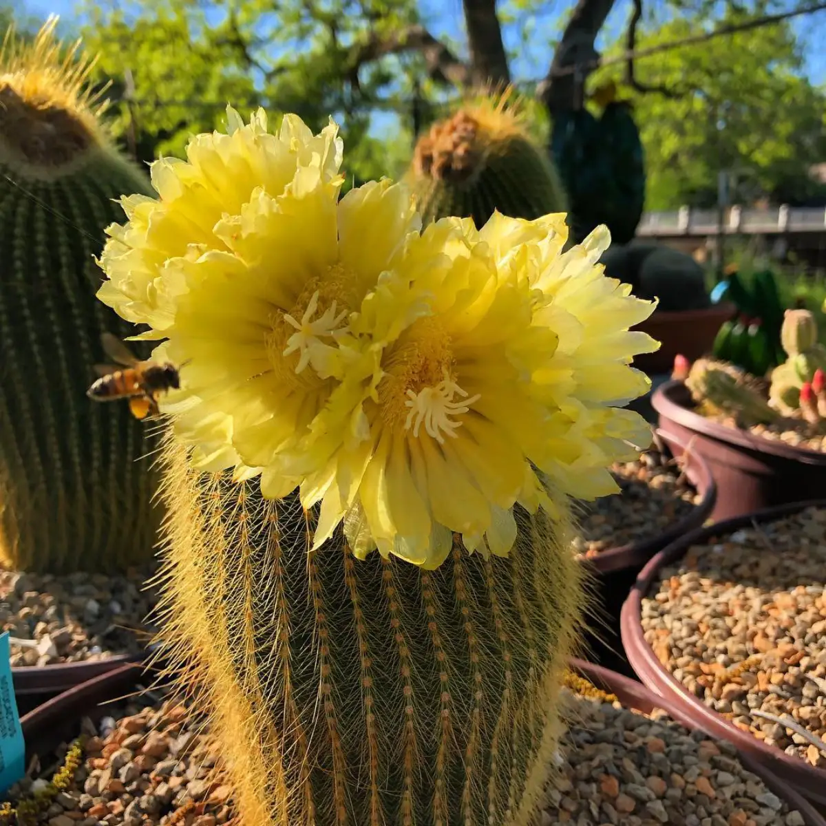 Bunga kuning rimbun diatas kaktus parodia leninghausii.