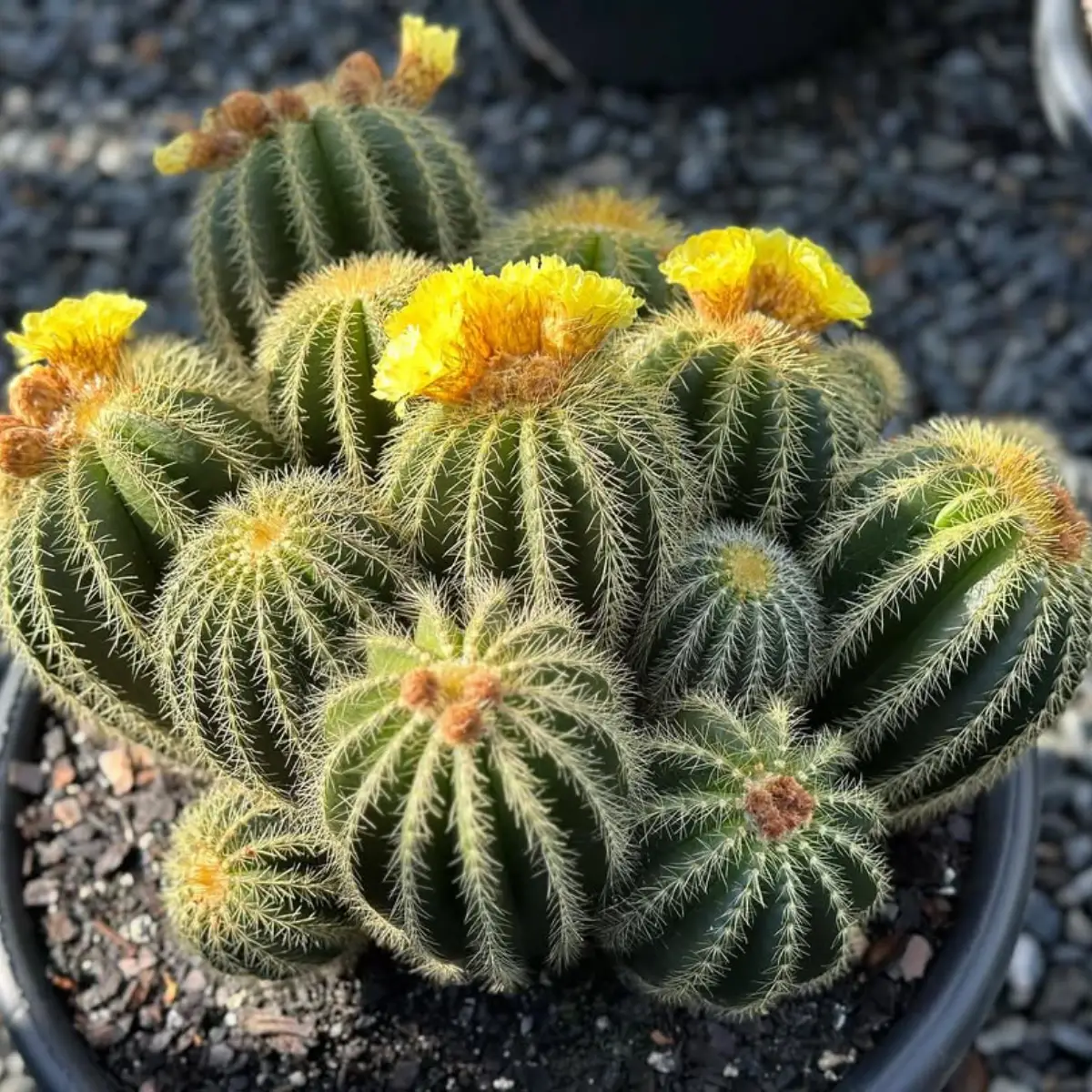 Kaktus parodia magnifica dengan bunga kuning.