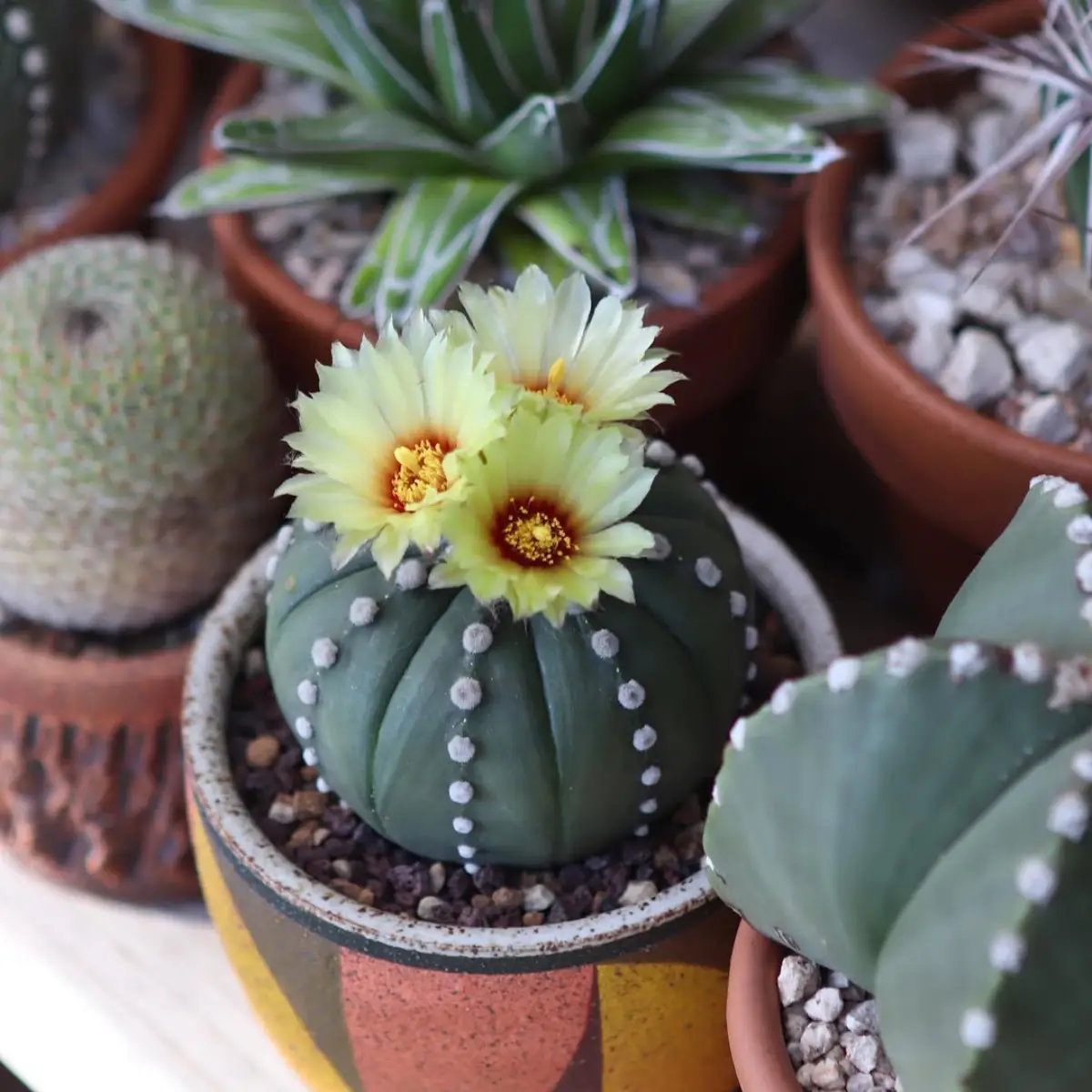 kaktus Astrophytum asterias dengan 3 pucuk bunga kuning diatasnya.