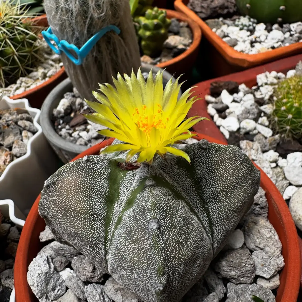 Kaktus Astrophytum Myriostigma dengan bunga kuning diatasnya.