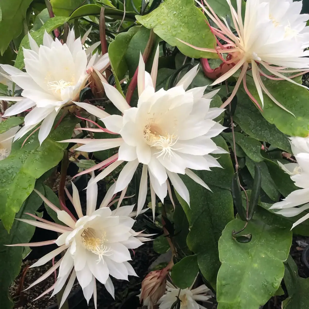 Bunga kaktus Epiphyllum oxypetalum warna putih bermekaran.