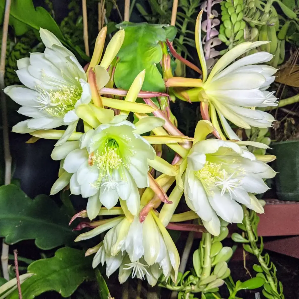 Bunga kaktus Epiphyllum crenatum warna putih.