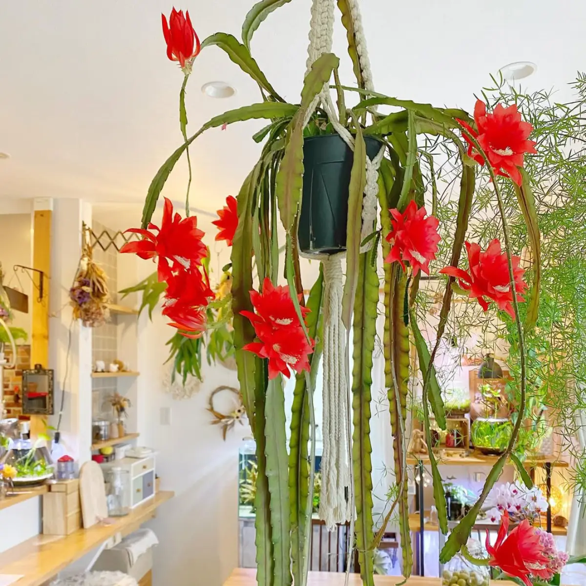 Bunga kaktus Disocactus ackermannii warna merah didalam pot gantung di ruang tengah.