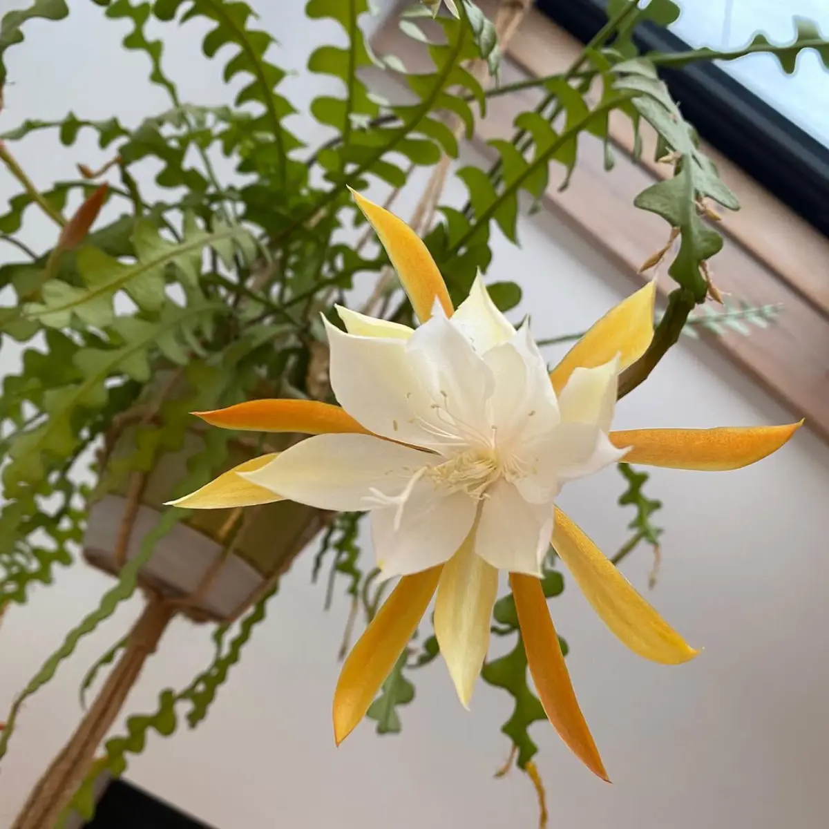 Bunga kaktus Epiphyllum crenatum dengan daun putih dan daun kuning.