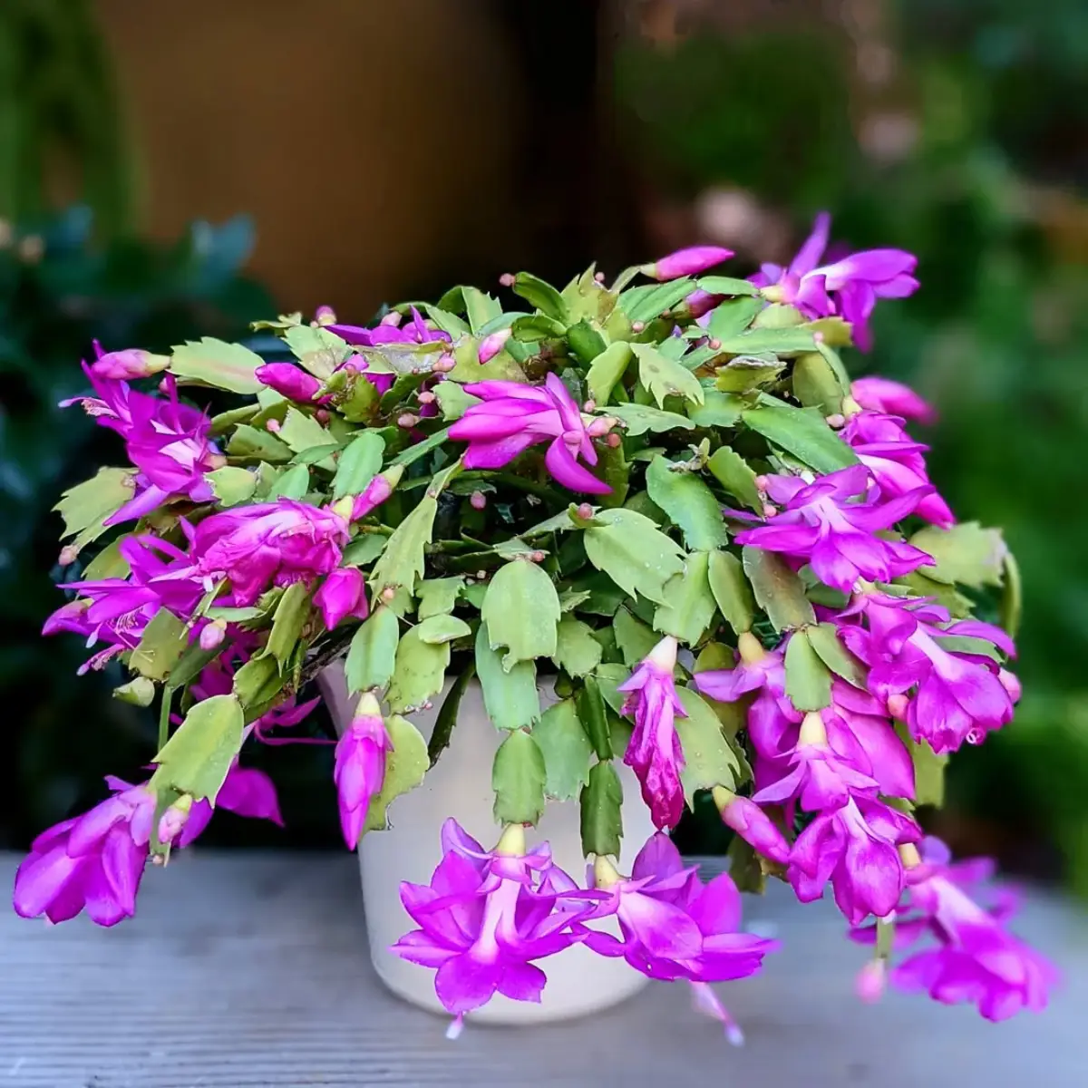 Kaktus Schlumbergera truncata dengan bunga ungu.