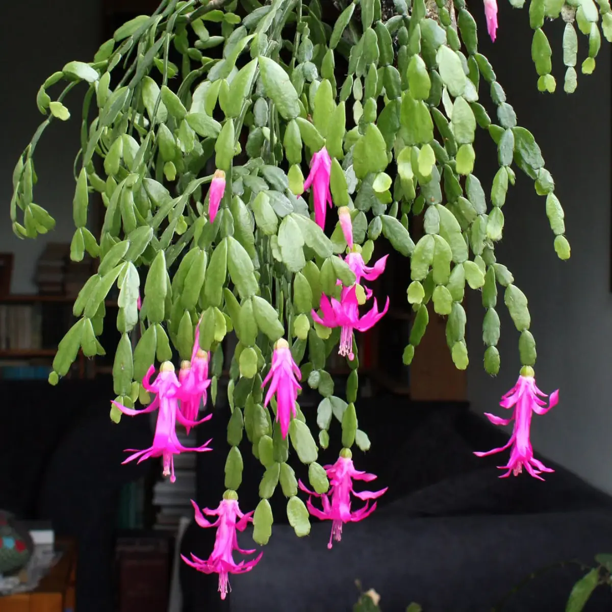 Kaktus Schlumbergera russelliana dengan bunga pink.