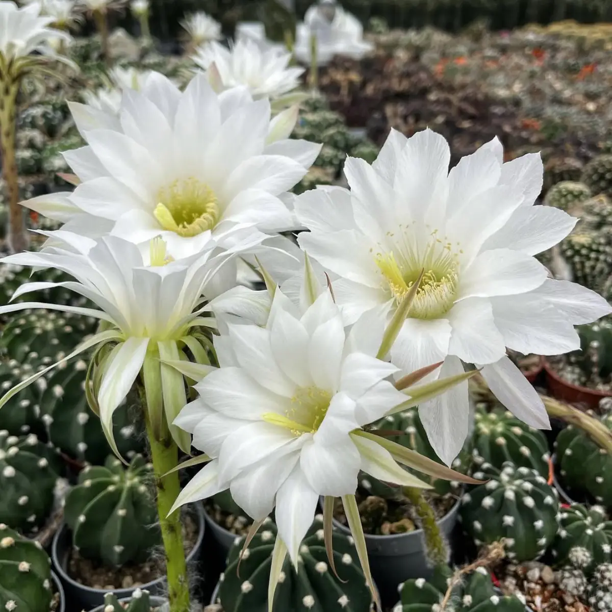 Bunga kaktus Echinopsis subdenudata yang mekar warna putih.