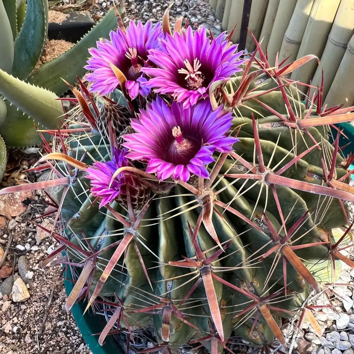 Kaktus Ferocactus latispinus berbentuk bundar dengan tiga tangkai bunga ungu.