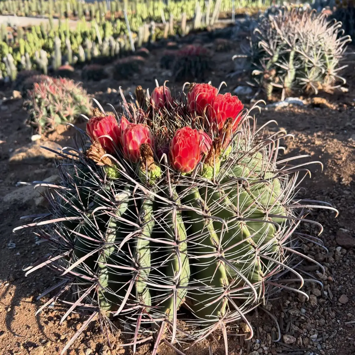 Kaktus Ferocactus wislizeni dengan bunga merah diatasnya