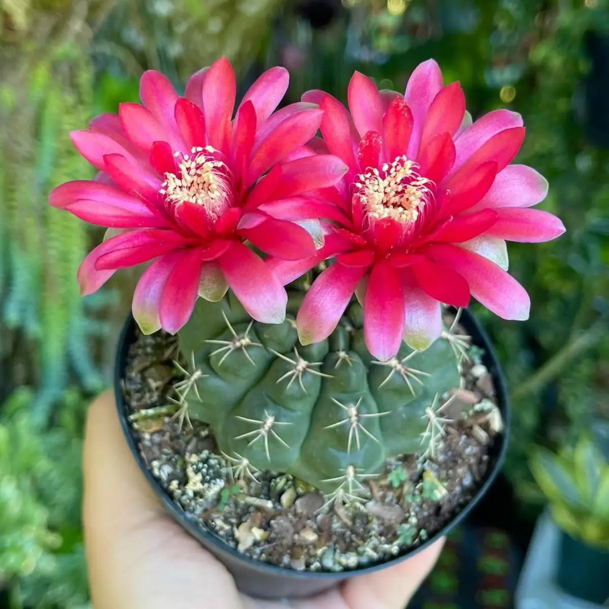 Dua bunga kaktus Gymnocalycium Baldianum merah yang bermekaran.