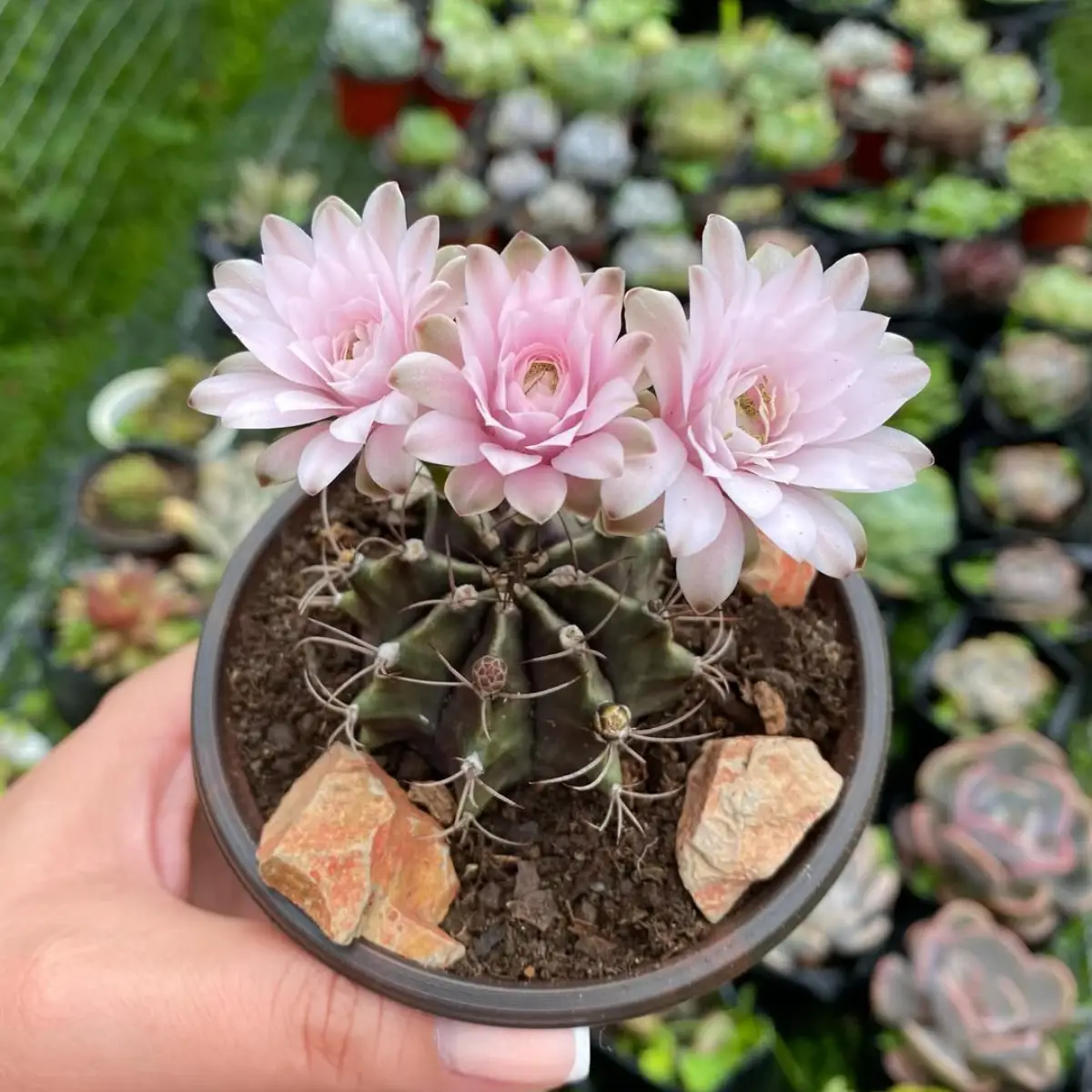 Bunga kaktus Gymnocalycium Mihanovichii warna putih.