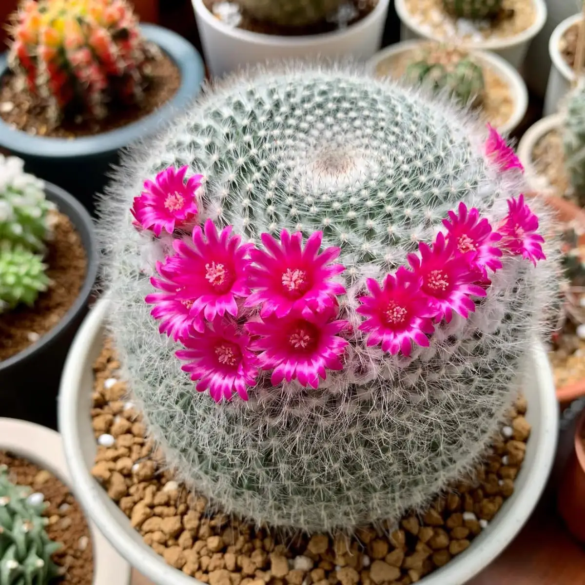 Kaktus Mammillaria hahniana berbentuk bulat dengan bunga merah muda yang bermekaran.