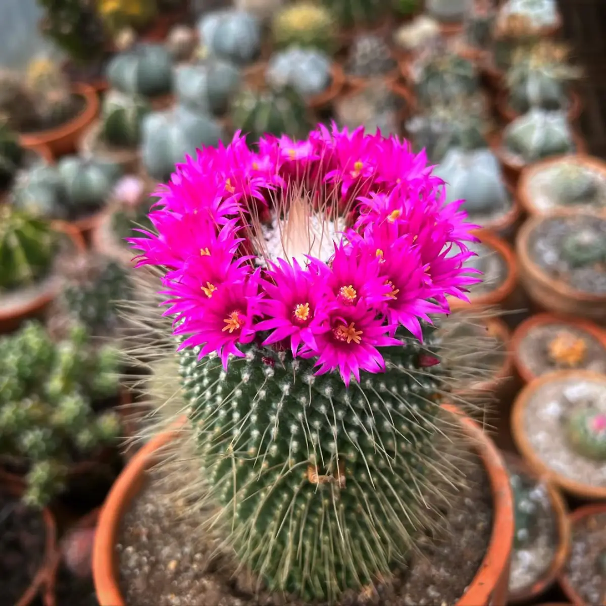 Kaktus Mamillaria spinosissima dengan bunganya berwarna pink.