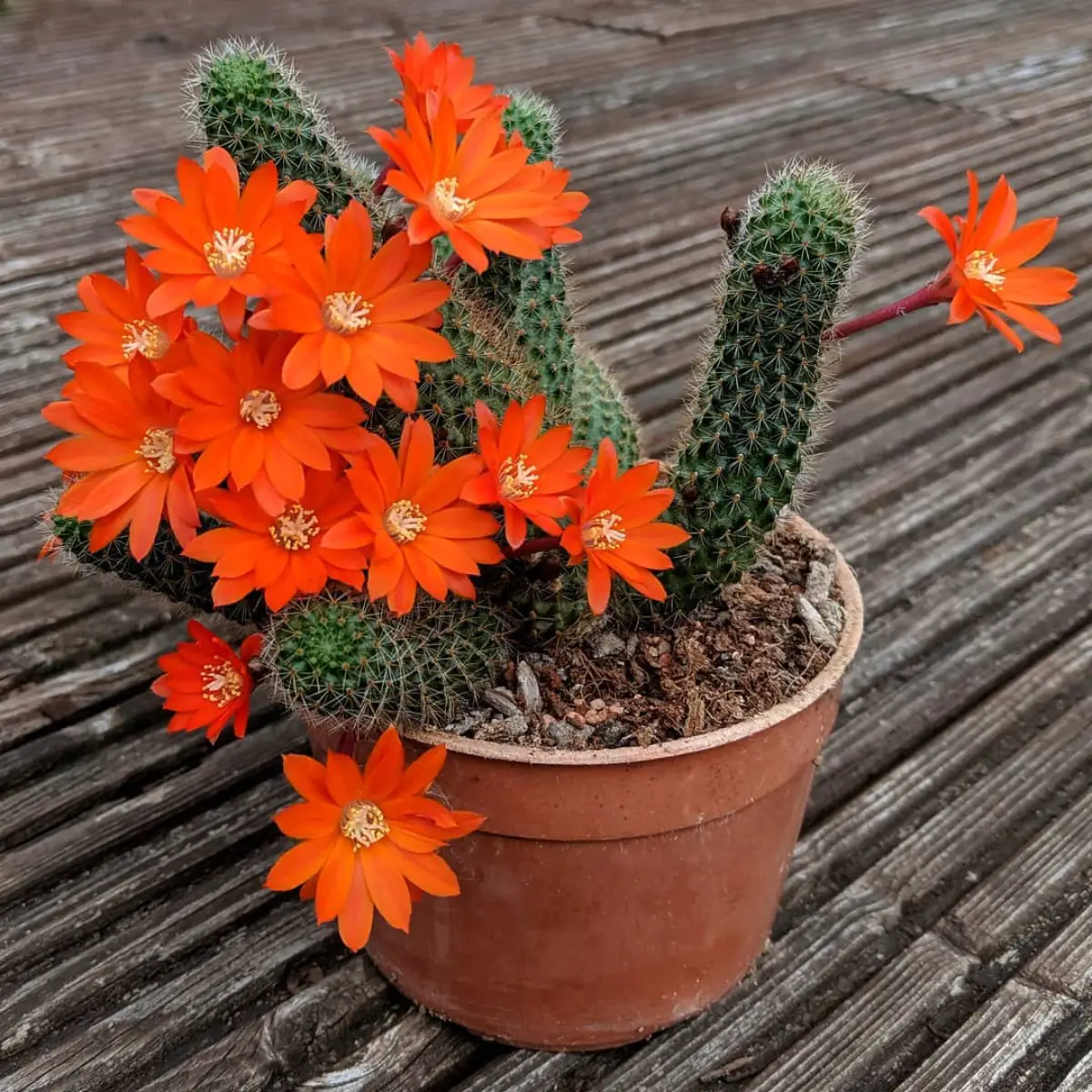 Kaktus Rebutia fiebrigii dengan bunga oranye.