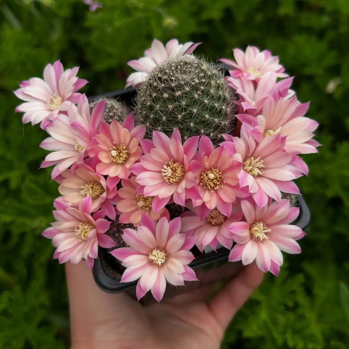 Kaktus rebutia muscula dengan bunga merah muda.