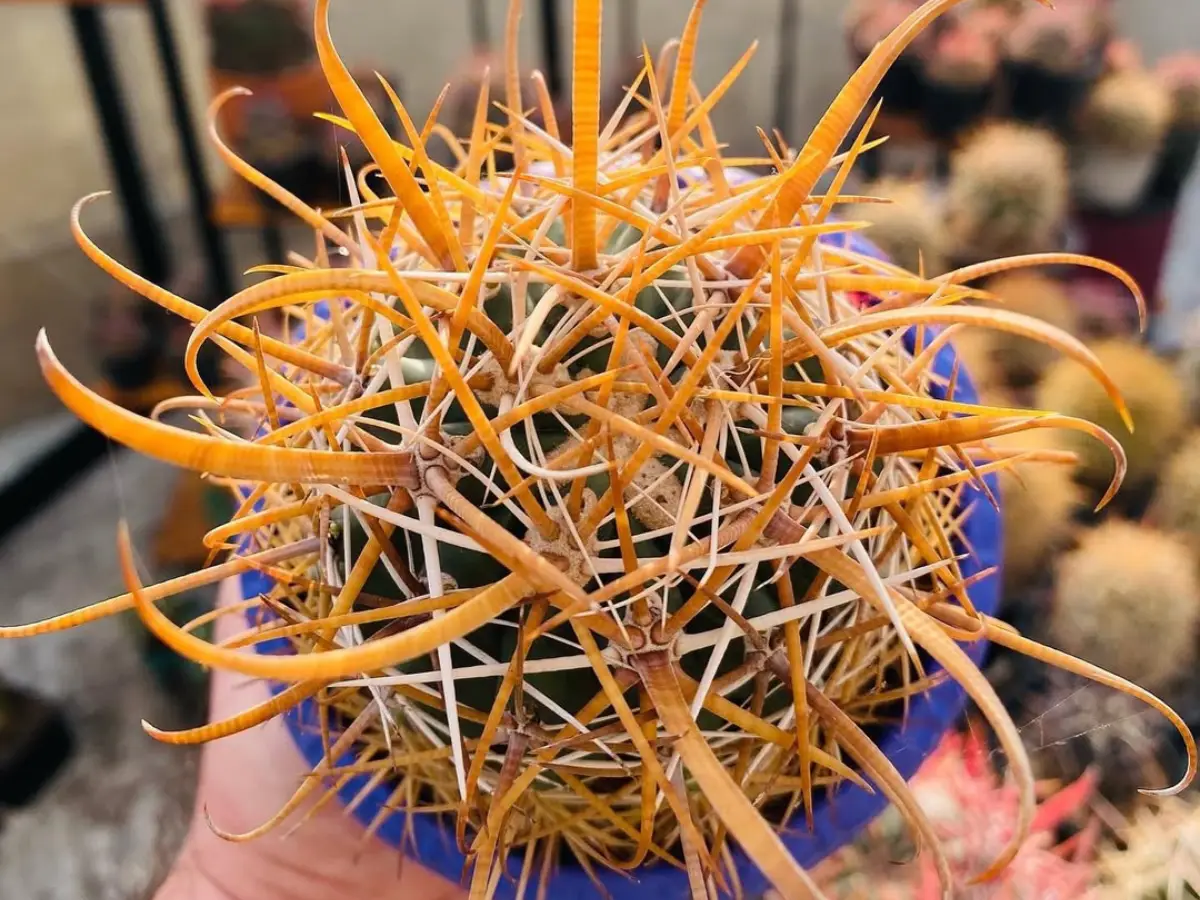 Kaktus mini dengan duri panjang warna oranye.