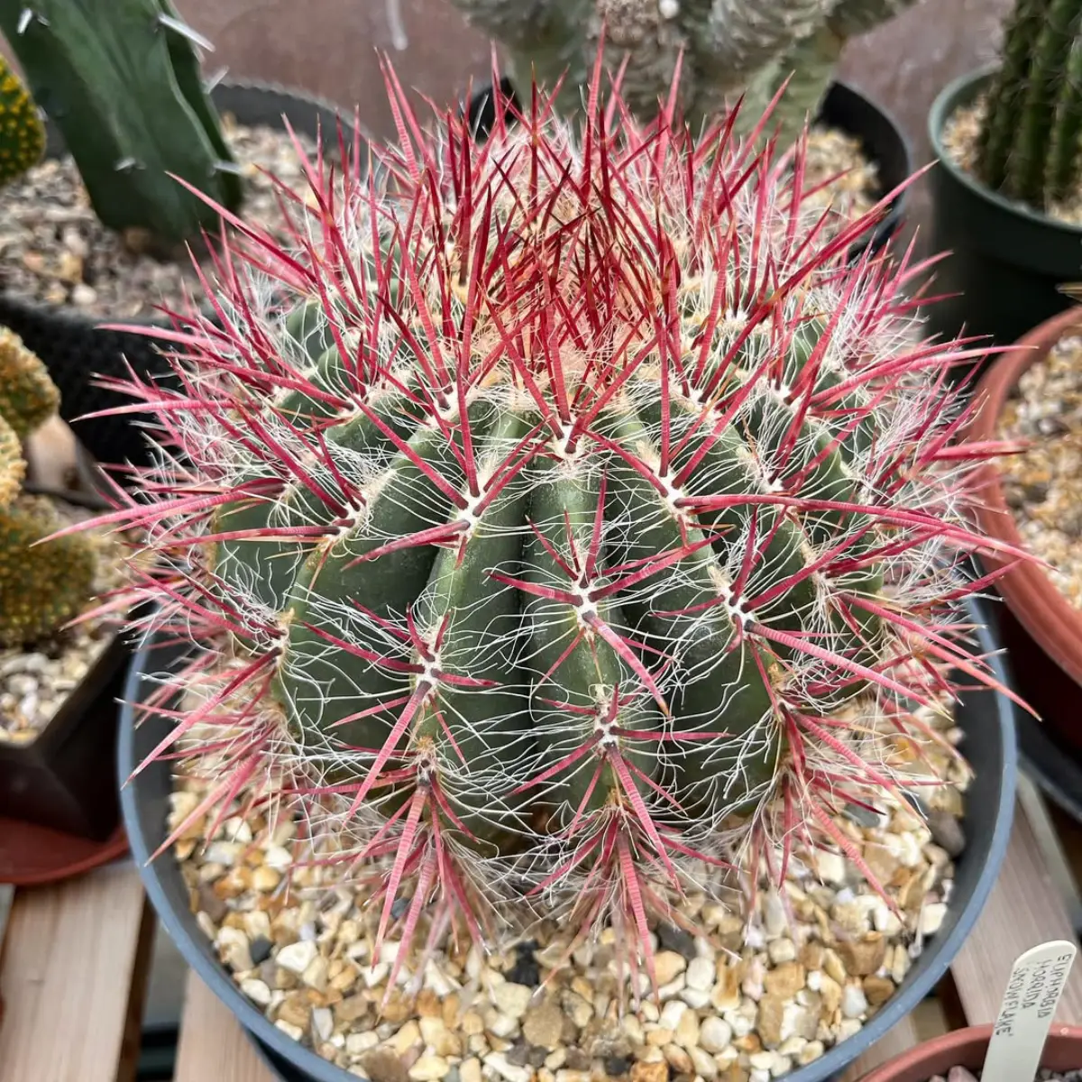 Kaktus Ferocactus stainesii dengan duri panjang warna merah.