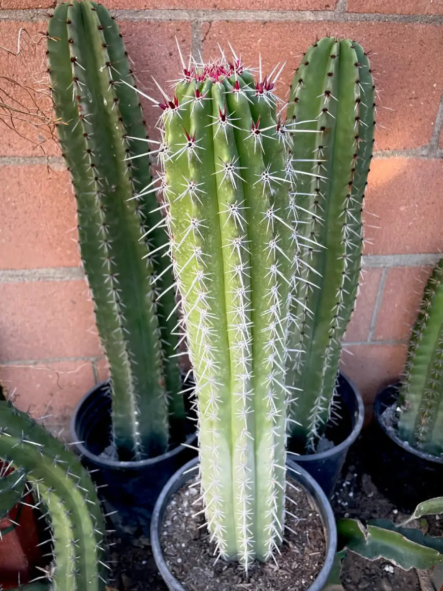 Kaktus Stenocereus stellatus dengan duri pipih panjang warna putih.