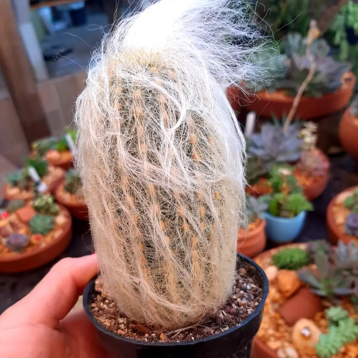 Kaktus Espostoa Huanucoensis dengan rambut putih panjang menutupi batang.