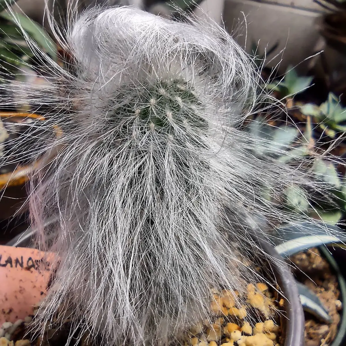 Kaktus Espostoa Melanostele dengan bulu silver panjang berbentuk rambut manusia.
