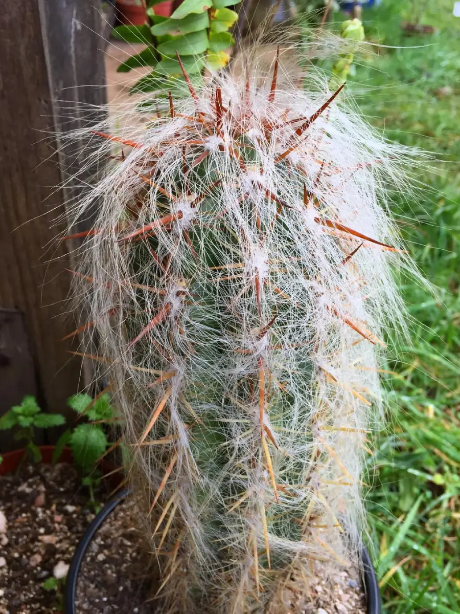 Kaktus Oreocereus Celsianus dengan duri panjang merah keemasan dan rambut putih panjang.