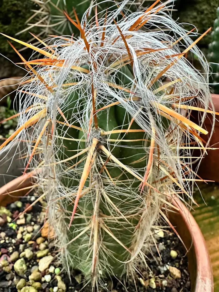 Kaktus Oreocereus Celsianus dengan duri panjang merah keemasan dan rambut putih panjang.