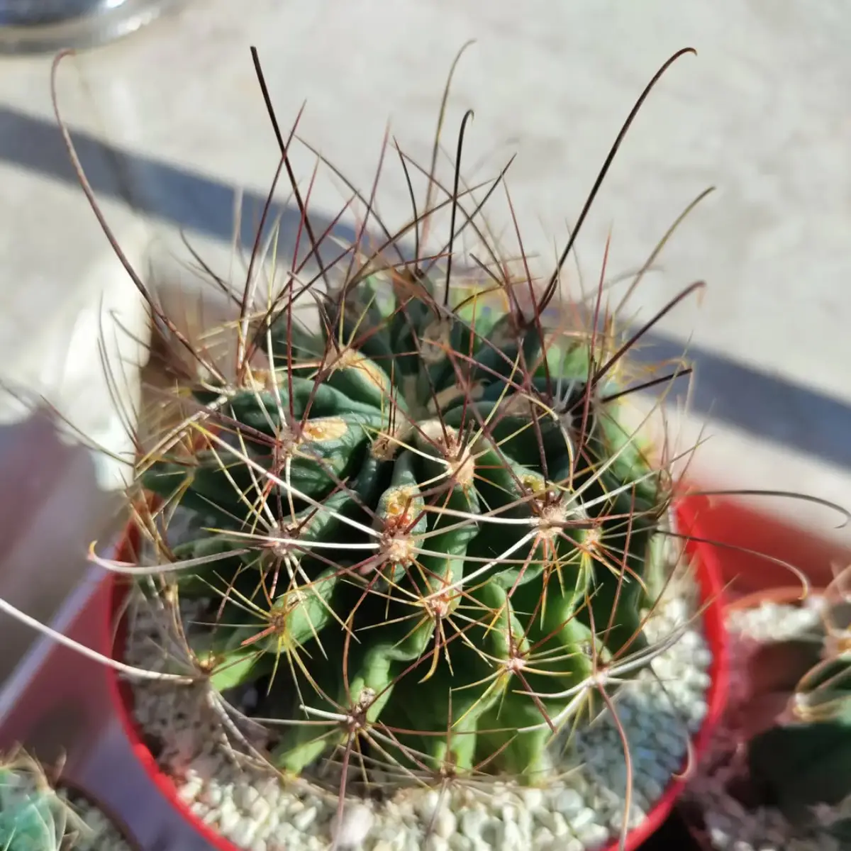 Kaktus Thelocactus Setispinus dengan duri lemas yang panjang.