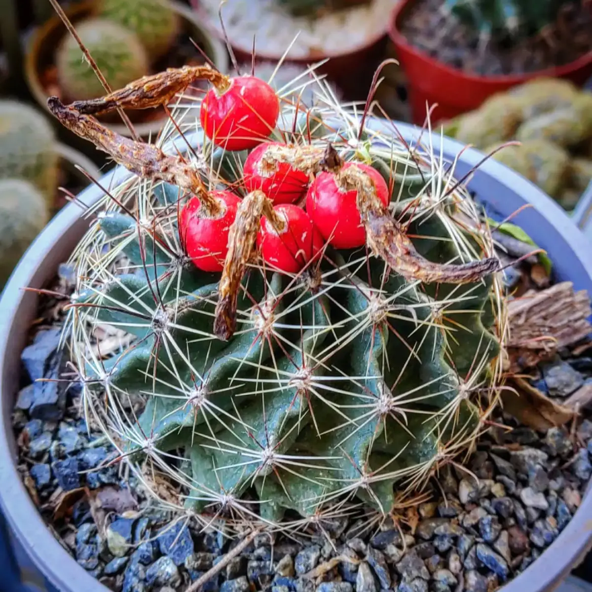 Thelocactus Setispinus dengan duri panjang yang tajam dan buah merah diatasnya.