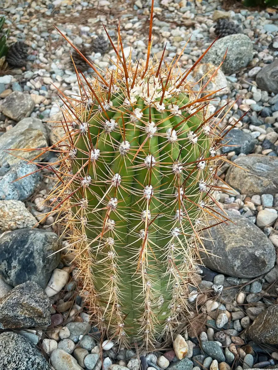 Kaktus Echinopsis Atacamensis yang ditanam di taman berbatu dengan duri coklat panjang.