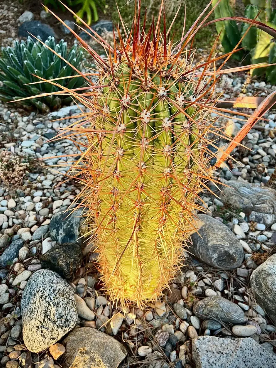Kaktus Echinopsis Atacamensis yang ditanam di taman berbatu dengan duri coklat panjang.