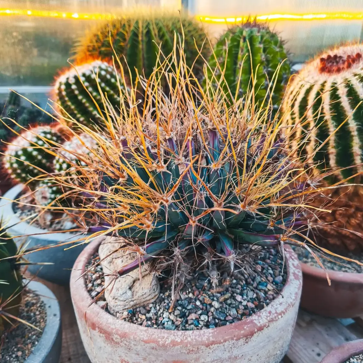 Kaktus Leuchtenbergia Principis dengan duri panjang keemasan.