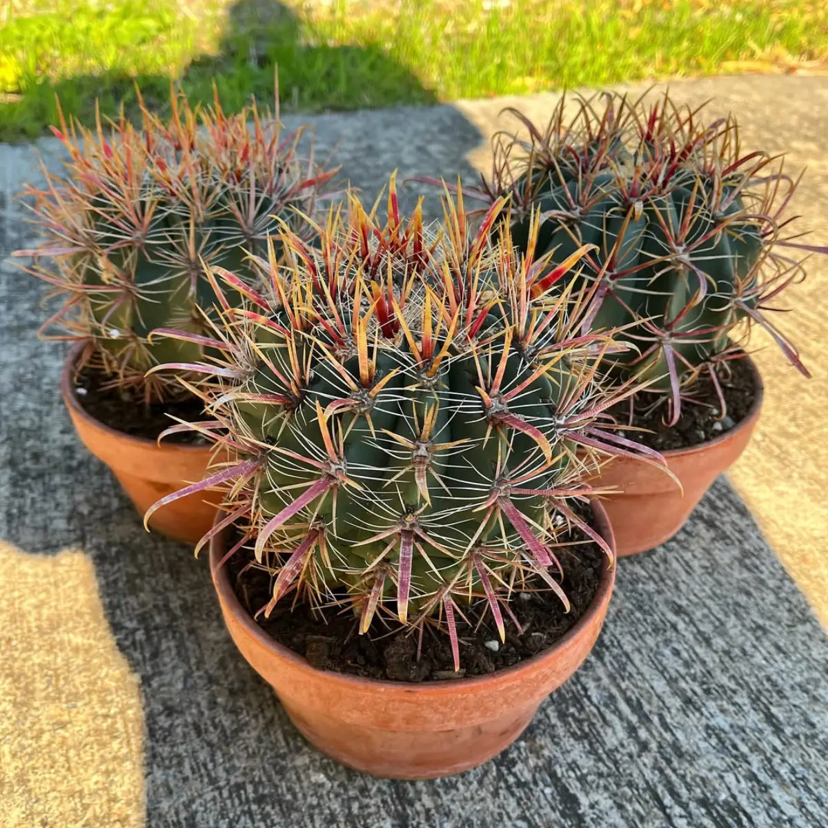 Tiga buah kaktus Ferocactus Latispinus dengan duri panjang warna kuning kemerah-merahan.
