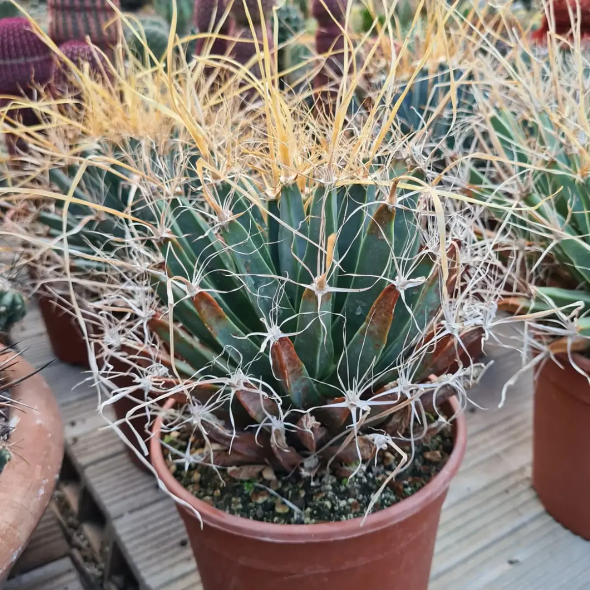 Kaktus Leuchtenbergia Principis dengan duri panjang keemasan.