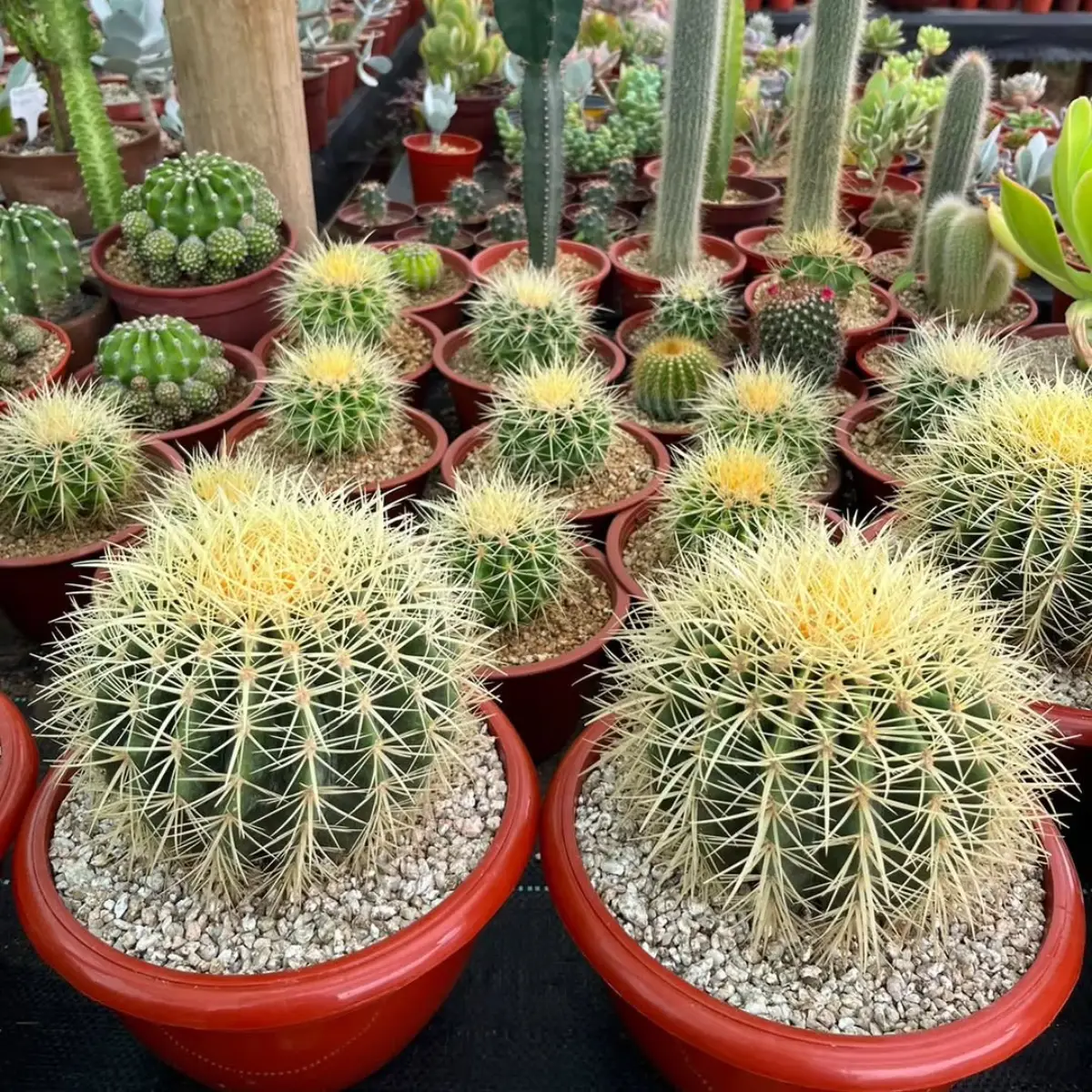 Beberapa kaktus Echinocactus grusonii dengan duri kuning panjang.