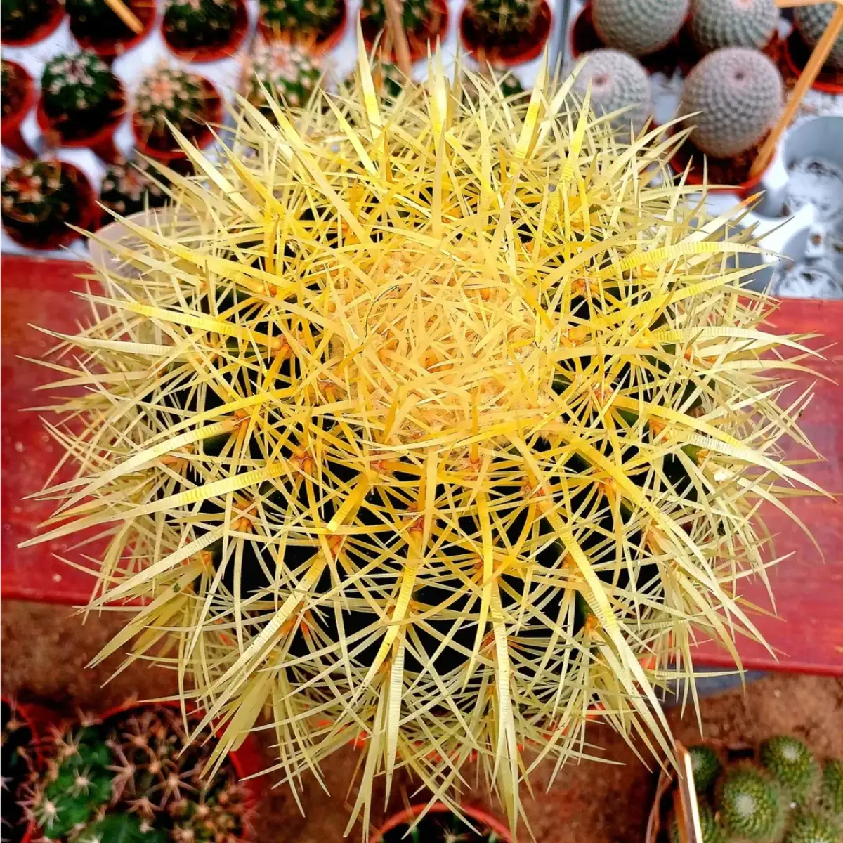 Kaktus Echinocactus grusonii dengan duri panjang dan rimbun warna kuning