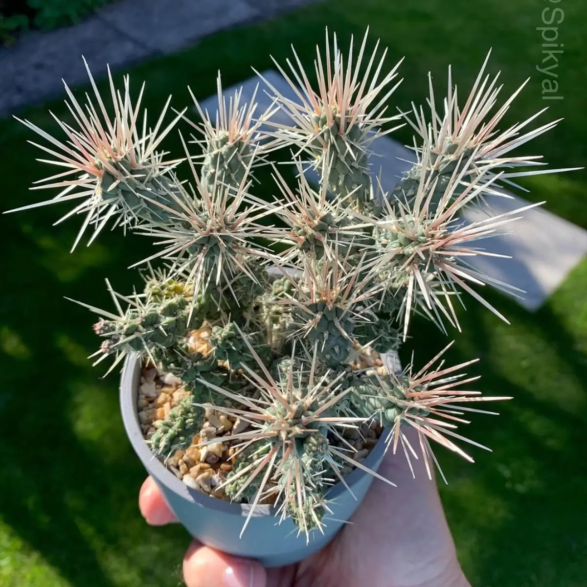 Kaktus Cylindropuntia whipplei bercabang dengan duri putih panjang.