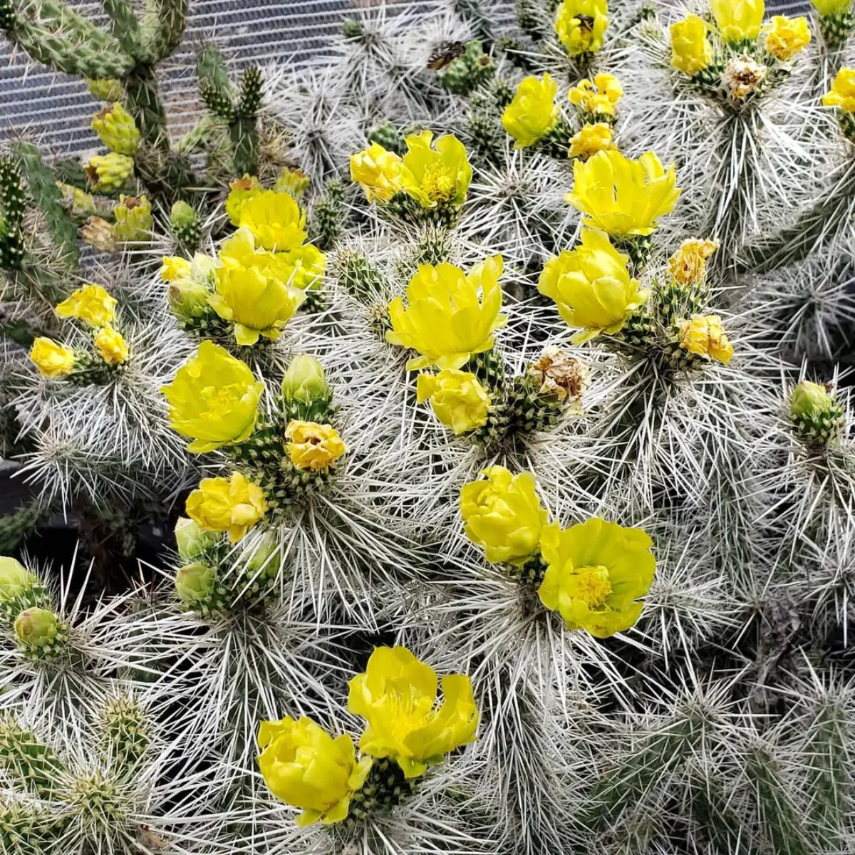 Belasan kaktus Cylindropuntia Snow Leopard dengan duri putih panjang dan bunga kuning merekah.