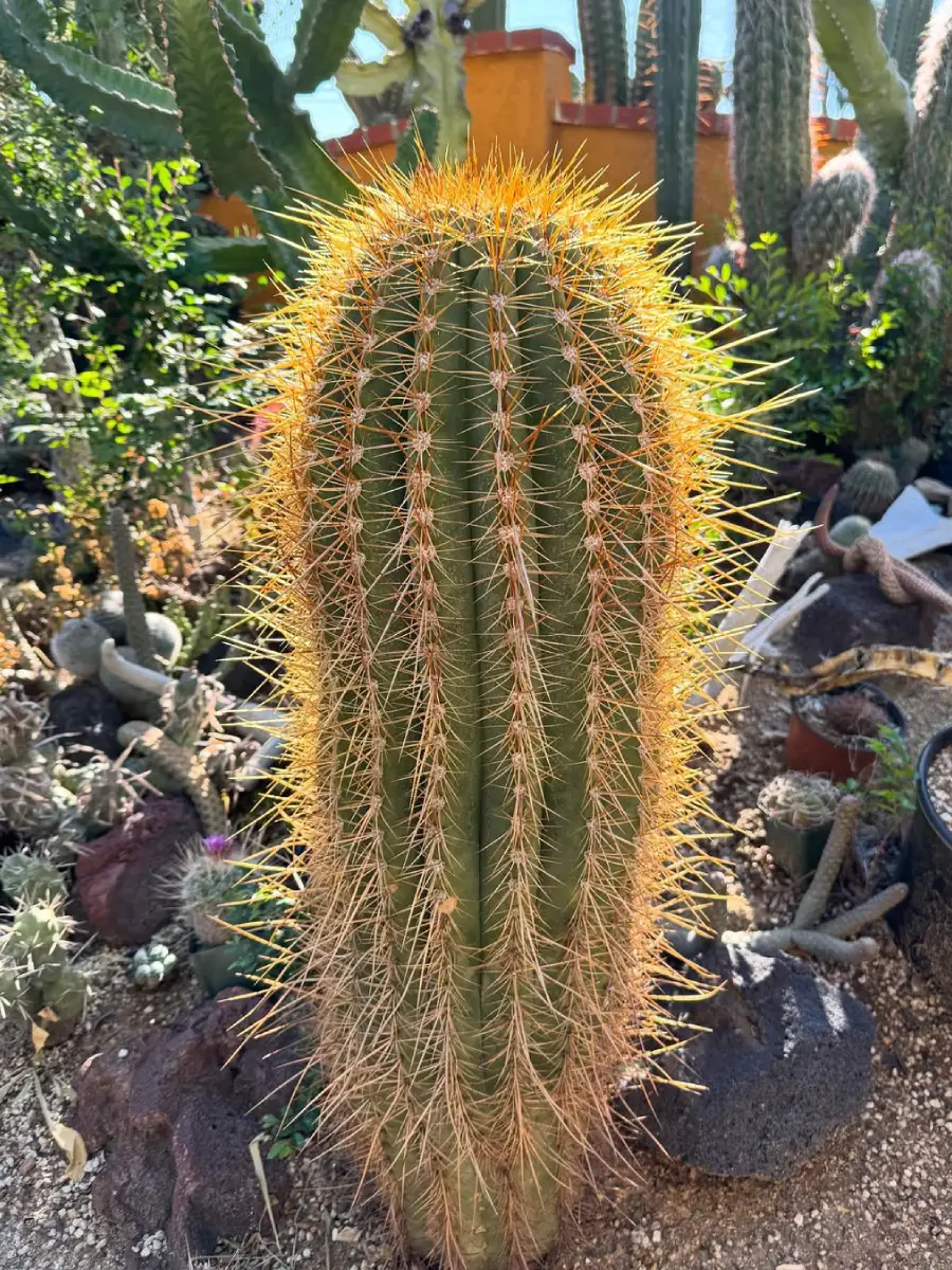 Kaktus Trichocereus Pasacana dengan duri panjang keemasan.