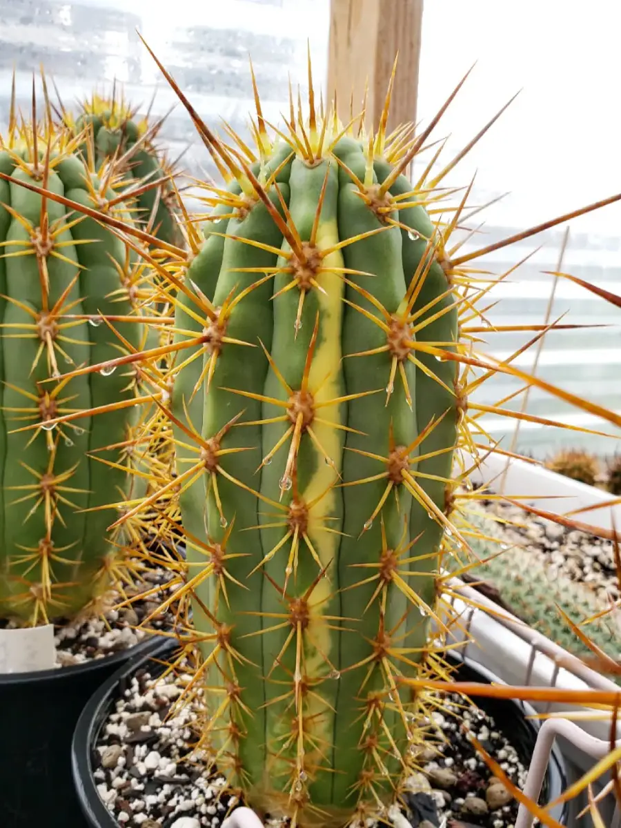 Kaktus Trichocereus chiloensis berduri panjang coklat.