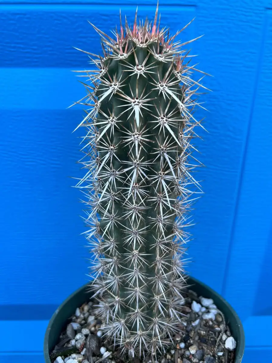 Kaktus Stenocereus Eruca dengan duri panjang tajam warna putih.