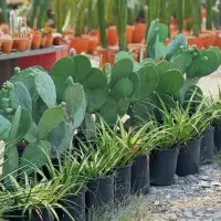 Kaktus kaktus jenis opuntia tanpa duri berbaris dengan lili paris.