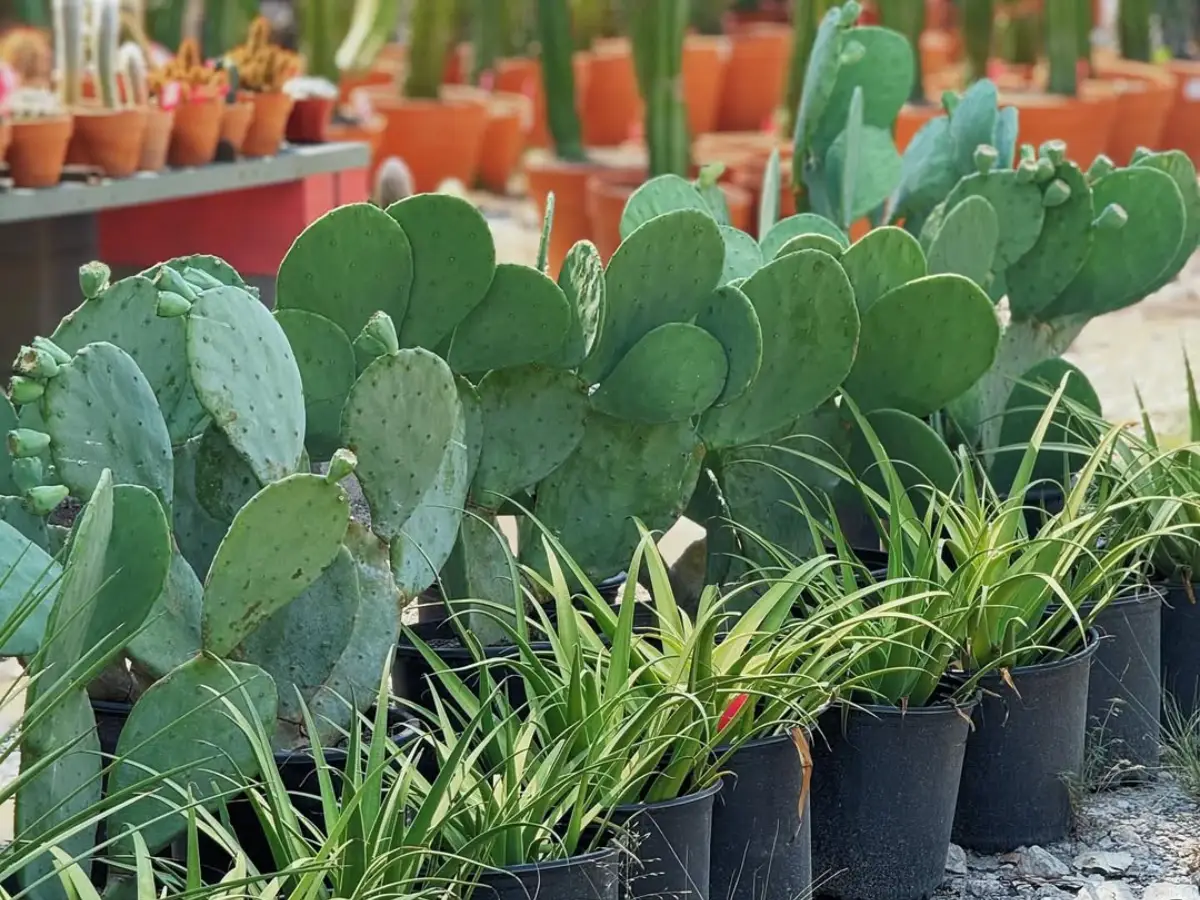 Kaktus kaktus jenis opuntia tanpa duri berbaris dengan lili paris.