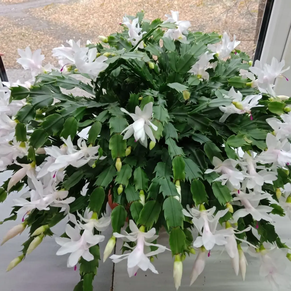 Kaktus Schlumbergera tanpa duri dengan bunga putih.