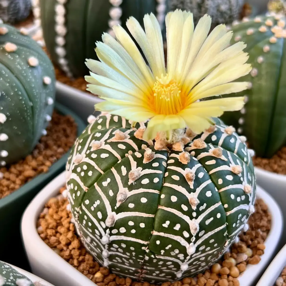 Kaktus Astrophytum asterias tanpa duri di pot putih dengan kerikil coklat.