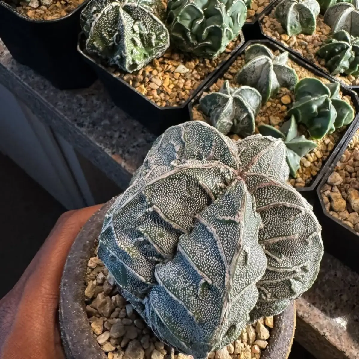 Kaktus jenis Astrophytum myriostigma tanpa duri yang berbentuk belimbing dan terlihat seperti batu.