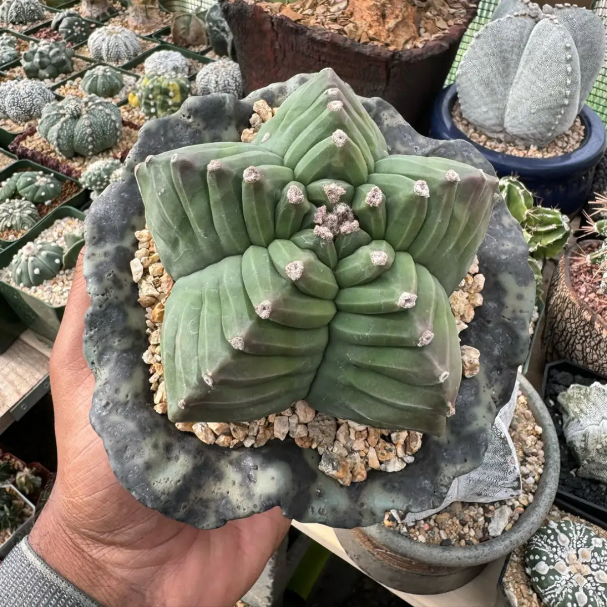 Kaktus jenis Astrophytum myriostigma tanpa duri dengan bentuk belimbing.